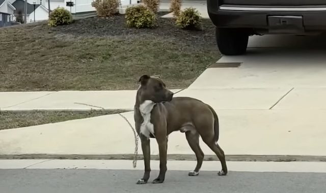 dog found on chain