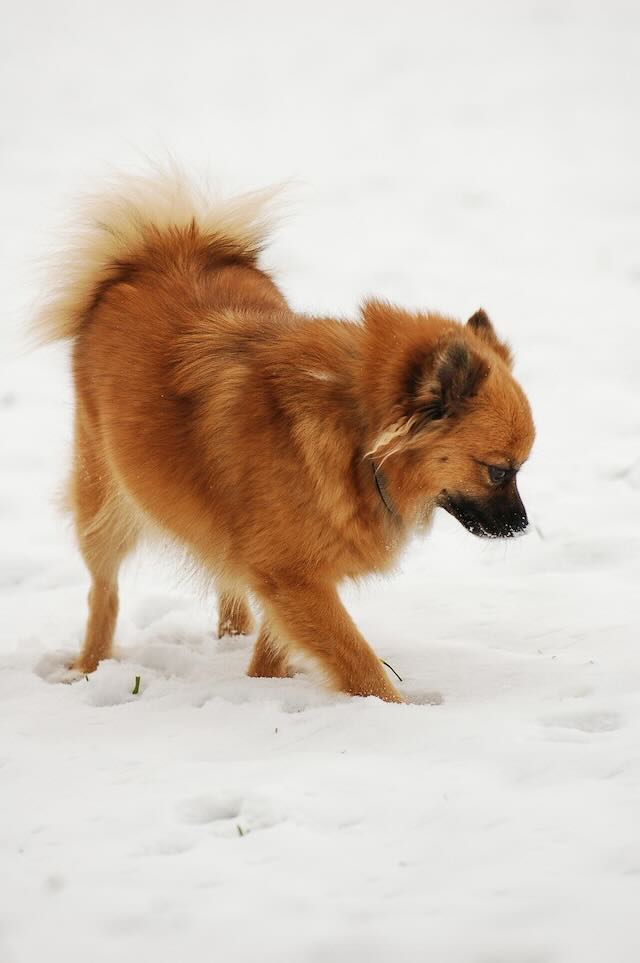 dog in snow