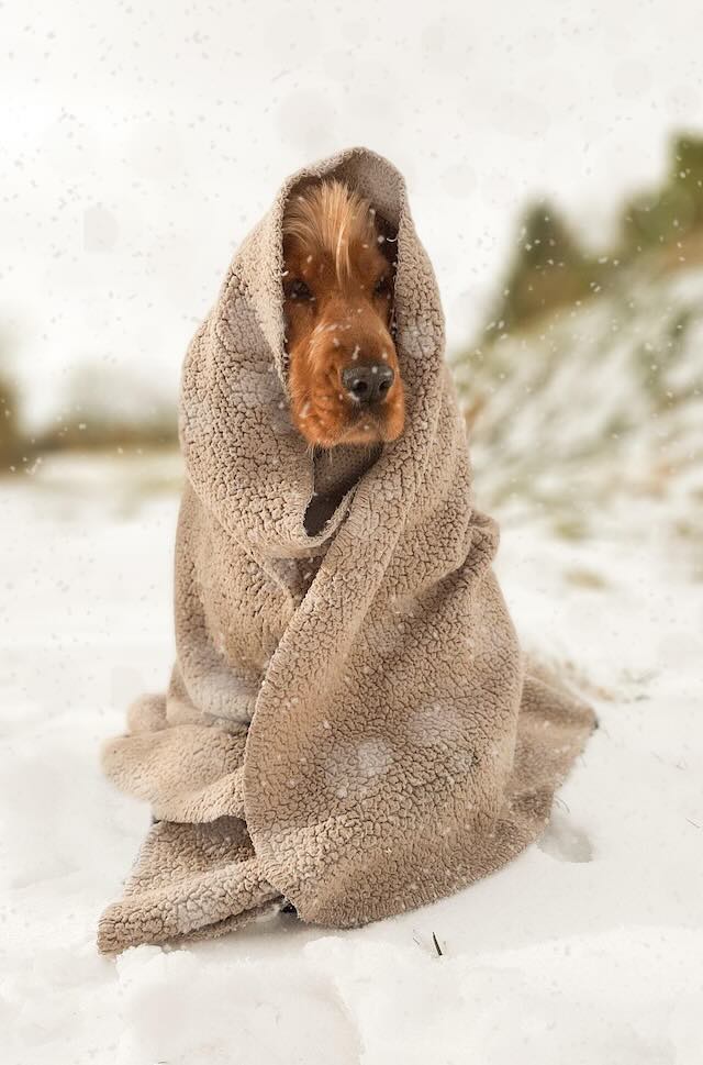 spaniel in blanket in snow