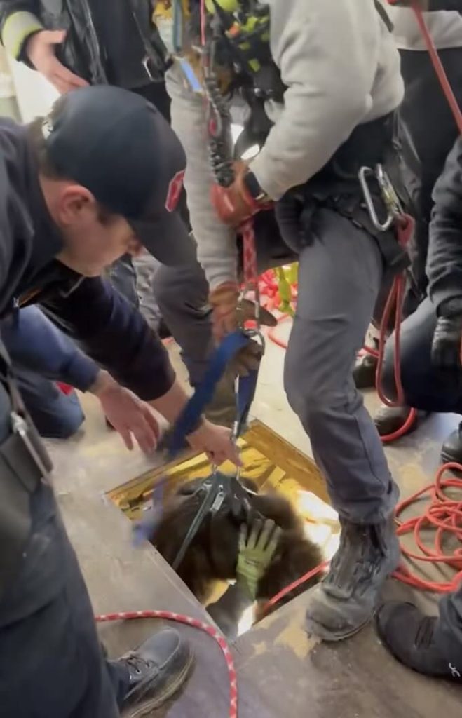 Blue being rescued from the hidden well.