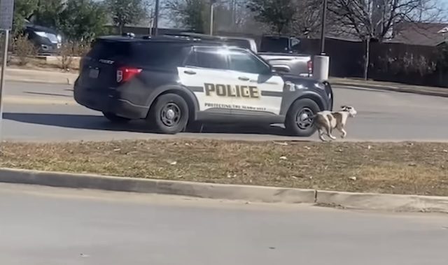 Screenshot of dog circling police vehicle