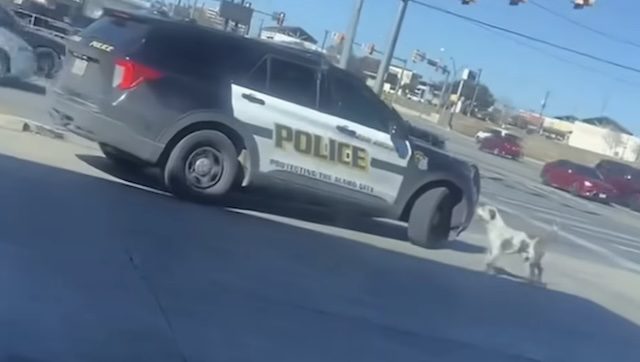 Screenshot of dog circling police vehicle